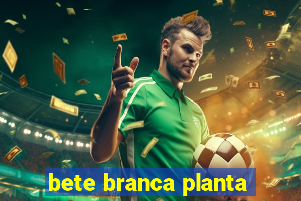 bete branca planta